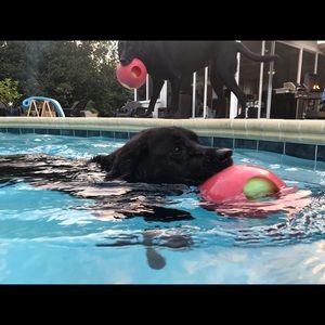 Meet your Posher, Amy